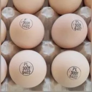Яйца инкубационные бройлера КОББ 500 с ЕС