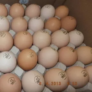 Яйца инкубационные Венгрия Польша Чехия Всех пород