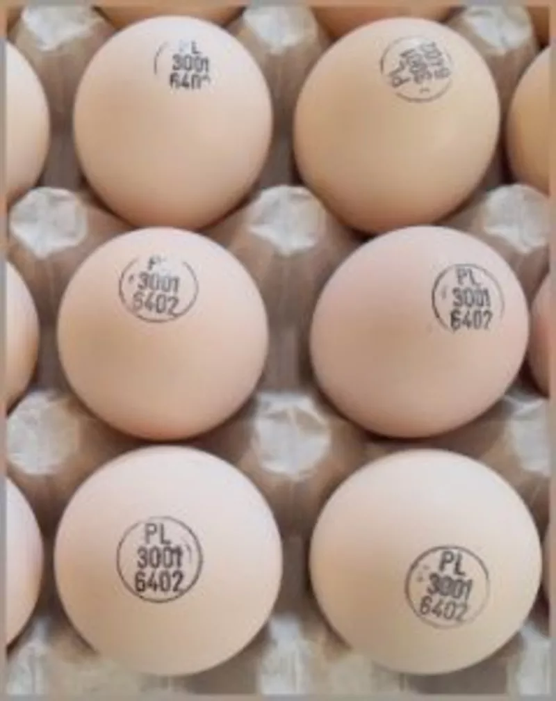 Яйца инкубационные бройлера КОББ 500 с ЕС