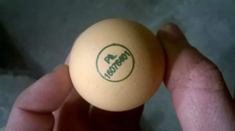 Яйца инкубационные с Европы всех пород